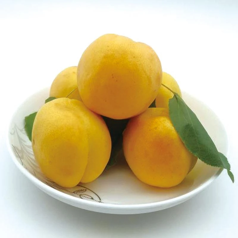 【产地直发】富平大接杏  新鲜应季水果 酸甜爽口 肉厚多汁2/4斤装