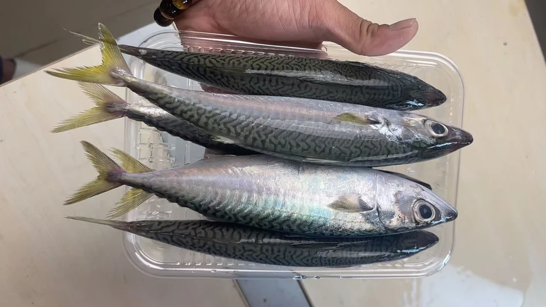 野生海捕花仙鱼（无小刺）
