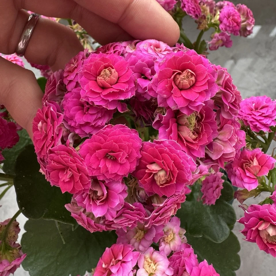 丽莎：推荐紫色 重瓣大花 花色艳丽 好复花 适合养老桩 阳台花卉