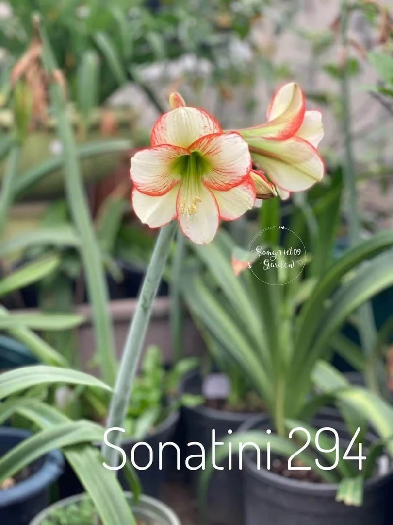 S孤挺花园 朱顶红  Sona294 裸球