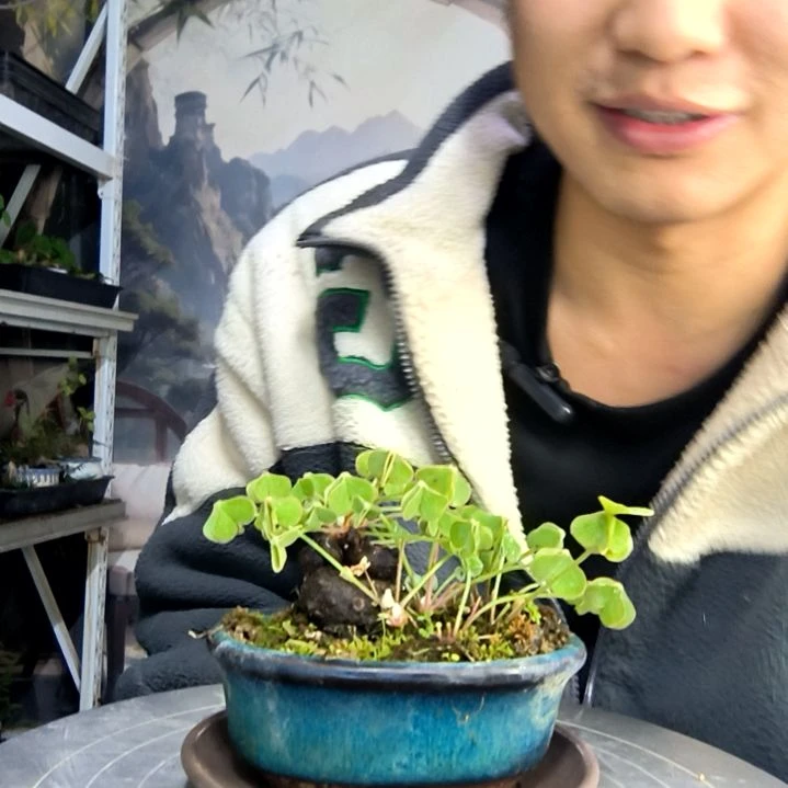 ?*中青园艺一物一拍464