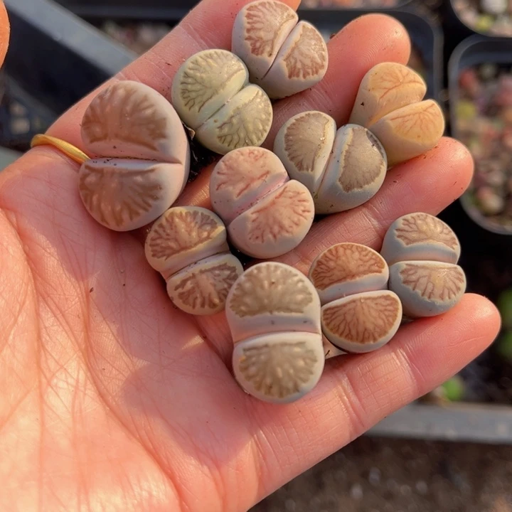 十颗菊888888888888888