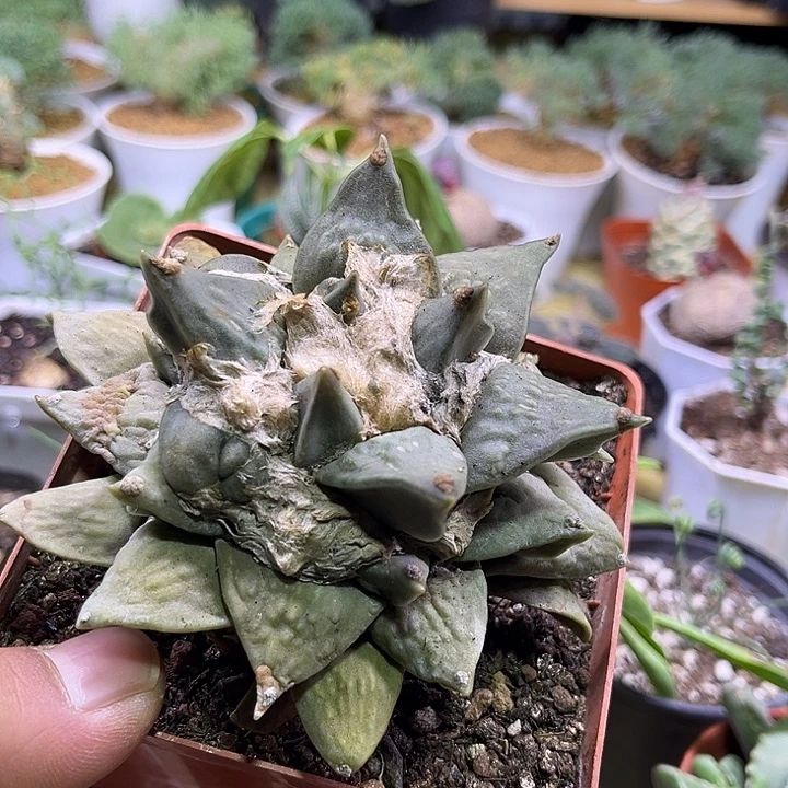 实生岩牡丹zzzzzz