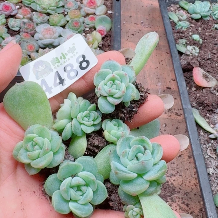 多肉植物多肉植物多肉植物