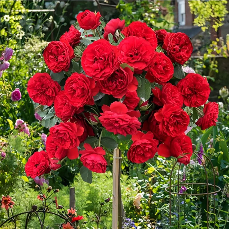 红苹果月季棒棒糖大花多头花庭院楼顶花卉盆栽