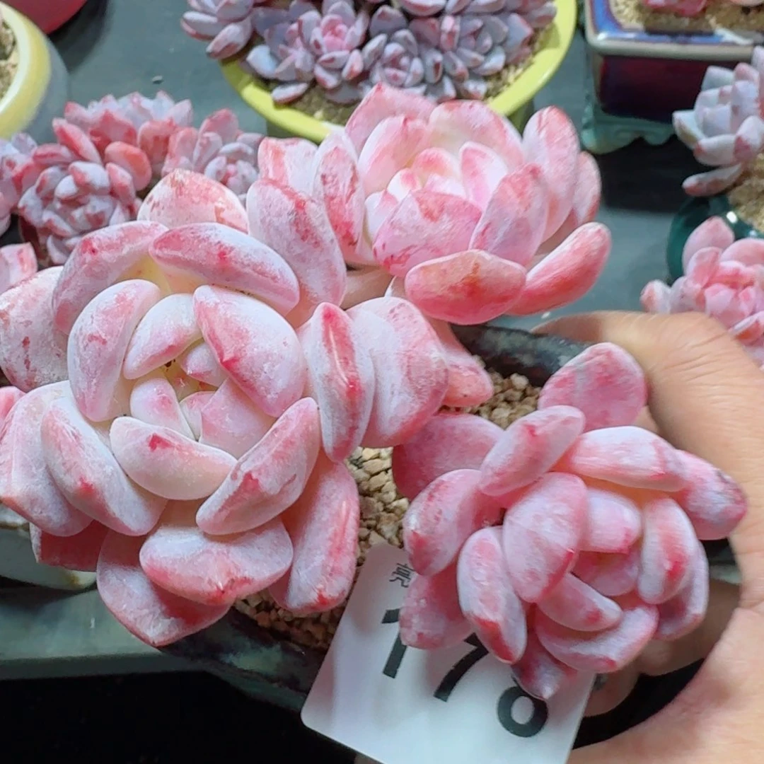 树桩雪之魄      开心笑容难抵抗，积极乐观正能量