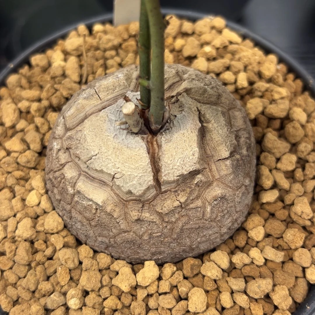 精品盆栽养定龟甲龙52号