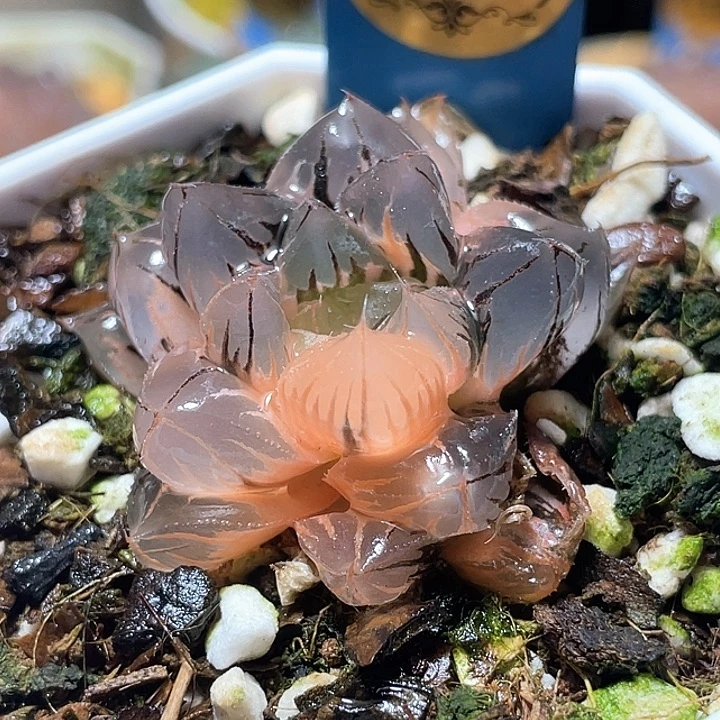 690正版水晶玉露锦特选福利