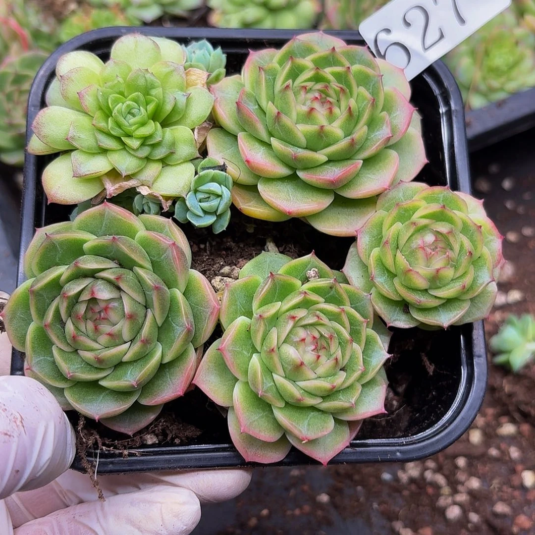 多肉植物多肉植物627