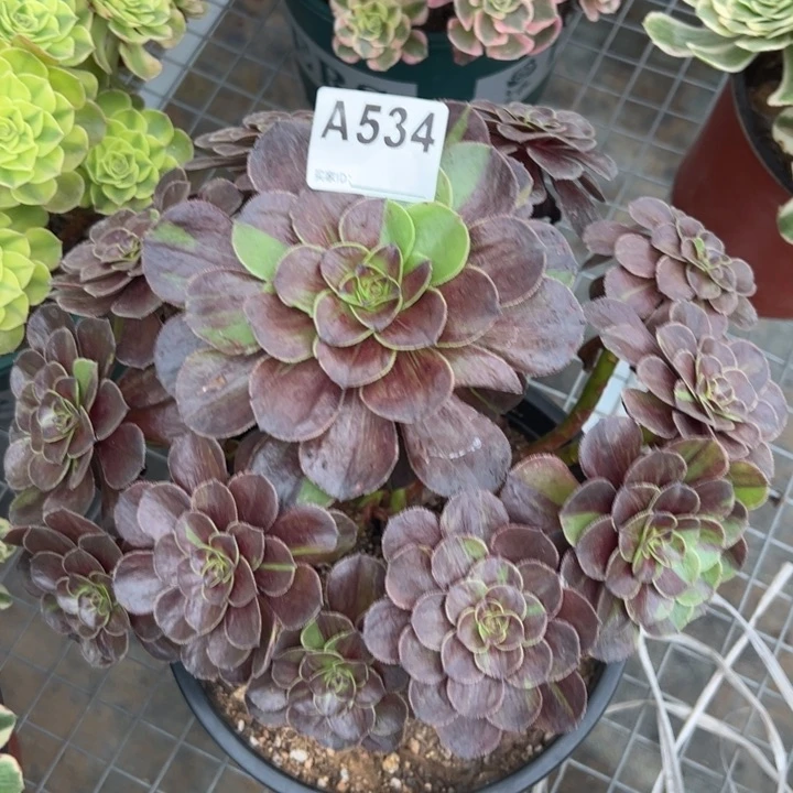534墨染25厘米左右