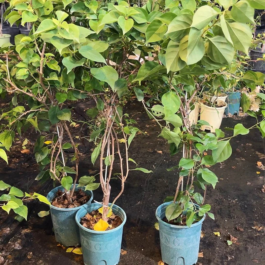 大部分花苞少量开放C279三角梅带竹一颗