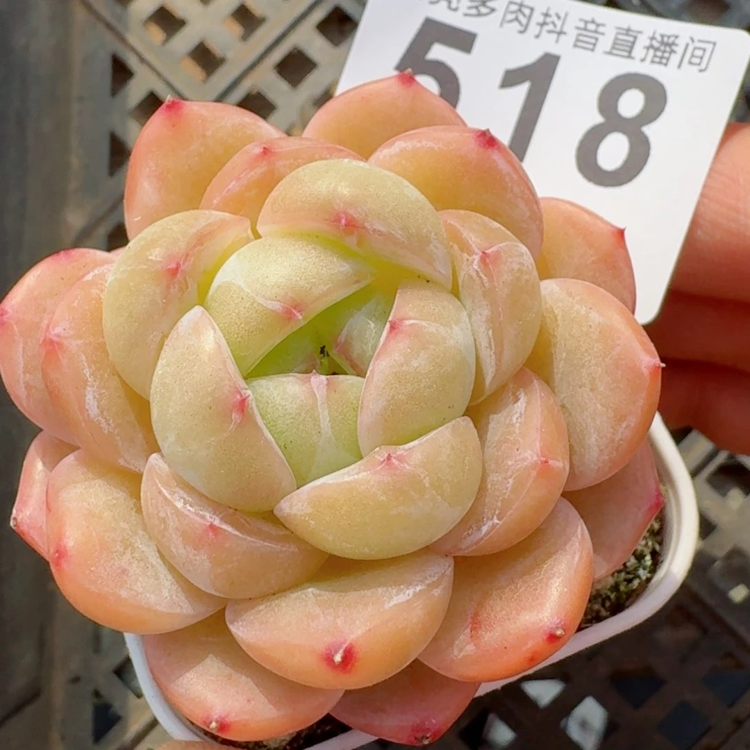 孤品         精品多肉