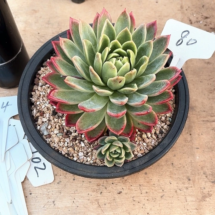 多肉植物，红女巫80号