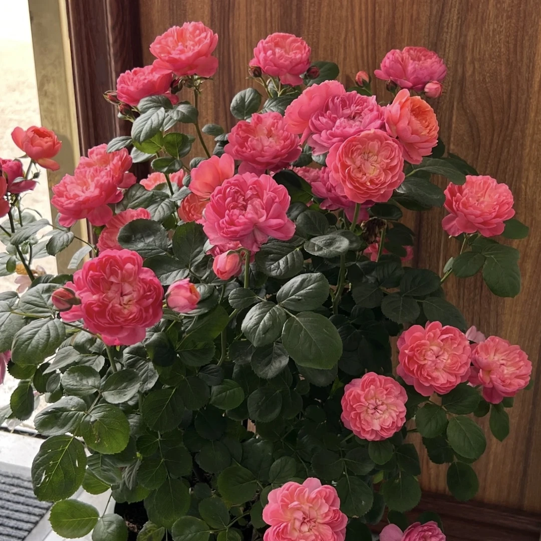 红果汁 月季花丛生盆栽花卉庭院耐晒耐寒发货快