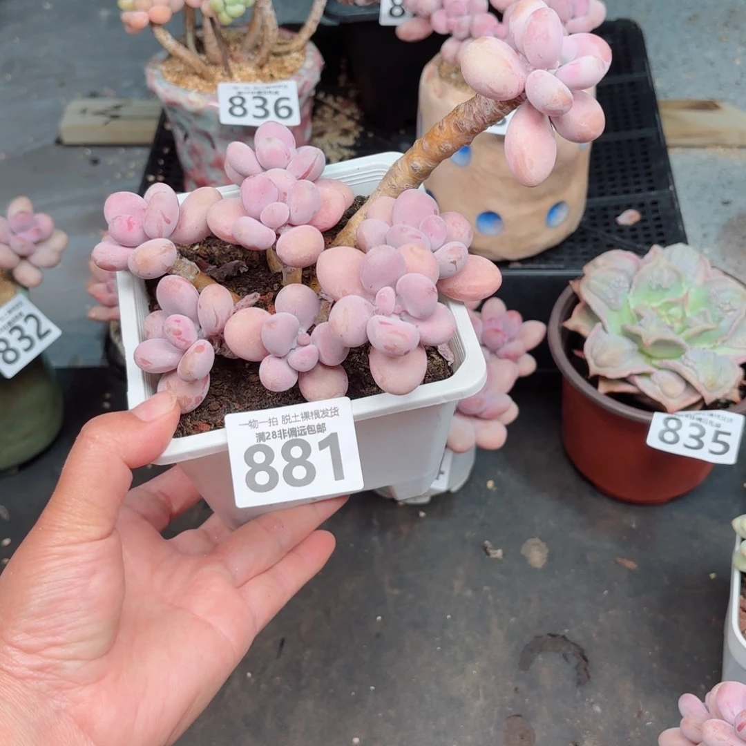 大桃蛋老桩多肉多