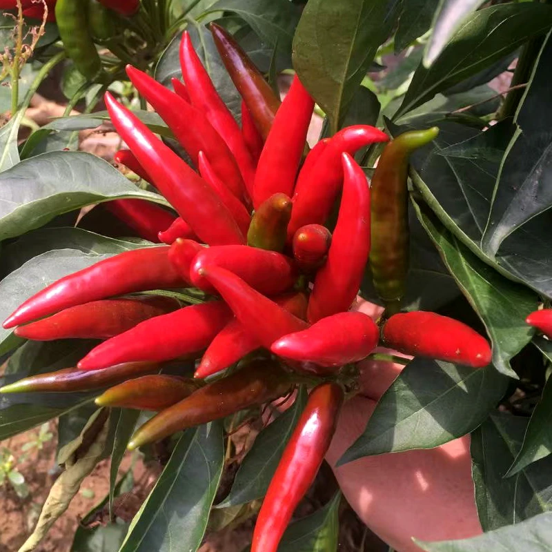 小米椒种子红色朝天椒花朵开放状态不开花植物