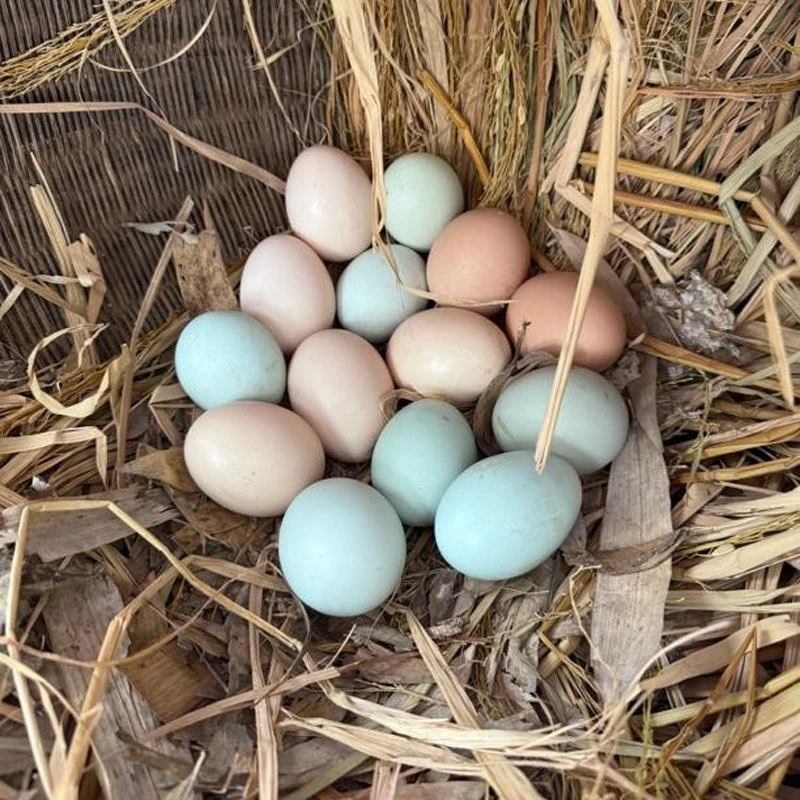 湖北麻城农家散养土鸡蛋