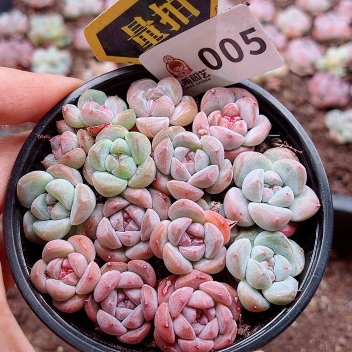 多肉植物多肉植物