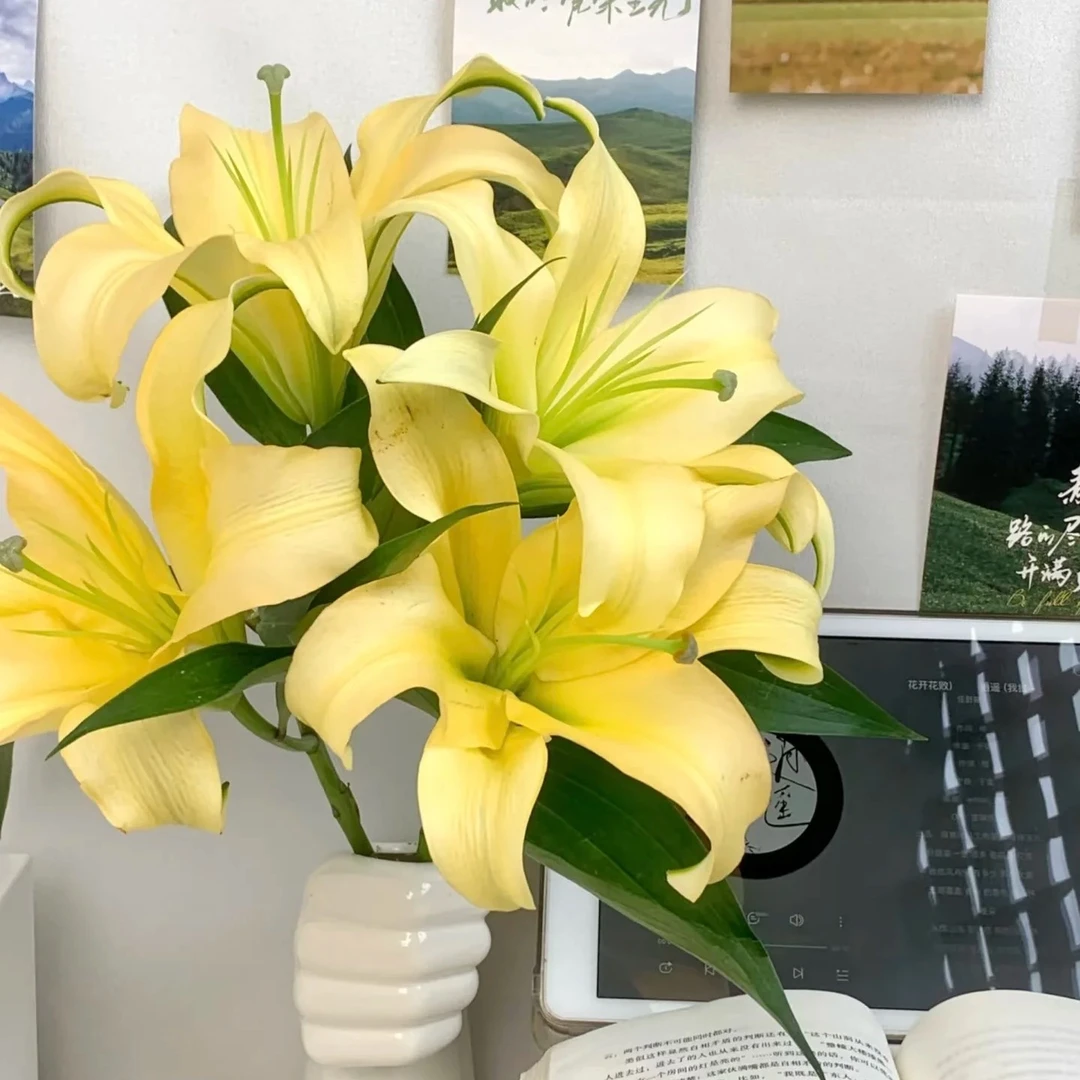 第三家皇帝百合多头，我要买我不售后