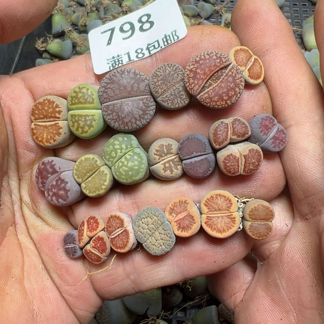 【闪购商品】798。