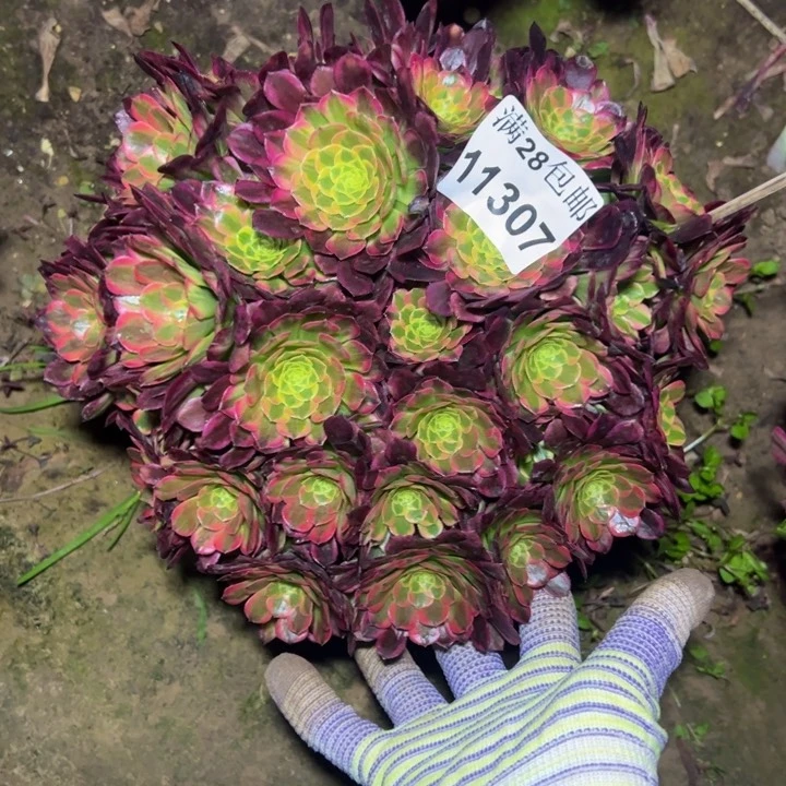 11307朝霞多肉植物