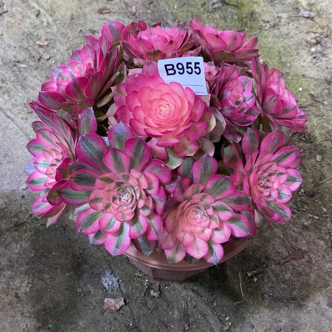 似***?荔枝多肉植物955