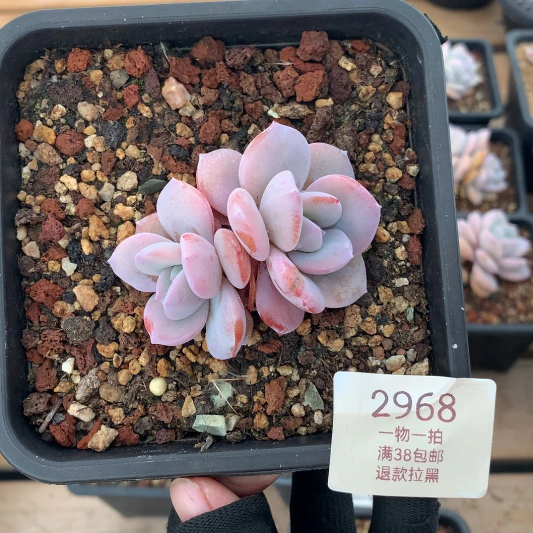 7厘米双头奶茶多肉2968