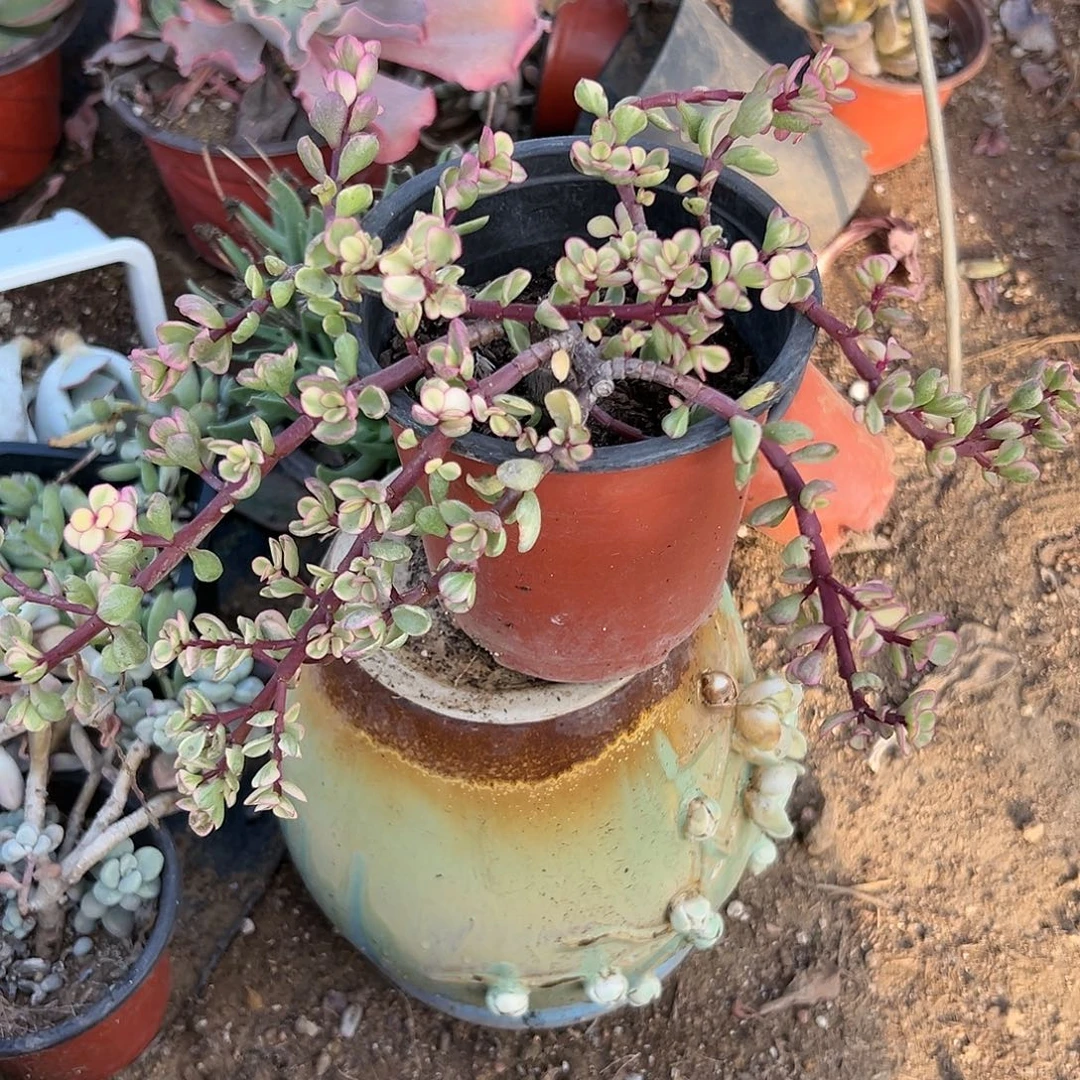 多肉植物雅乐之舞