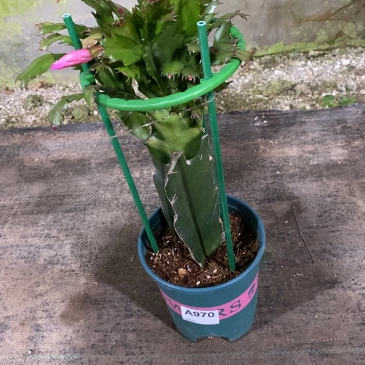 当前无花栽培后可以开花艳*970桑吉塔