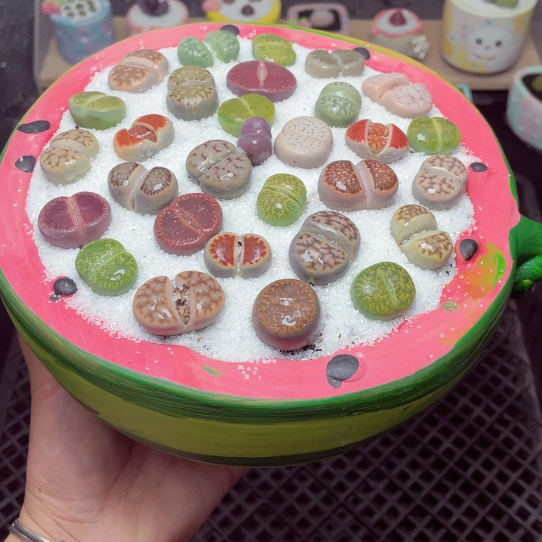 喵****xw8558 带盆土发货-零下地区拍保温箱