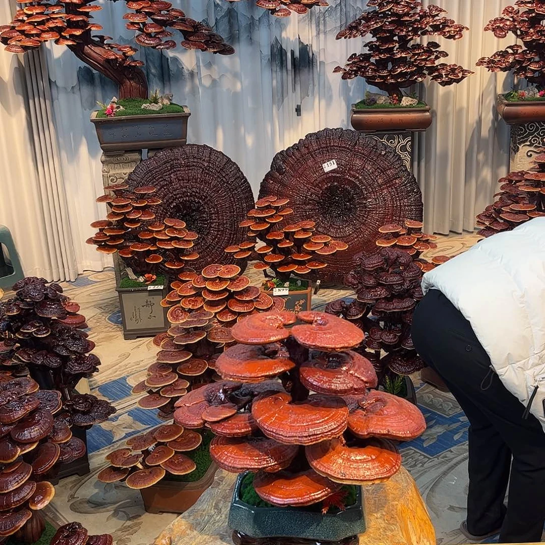 无花朵58888888888