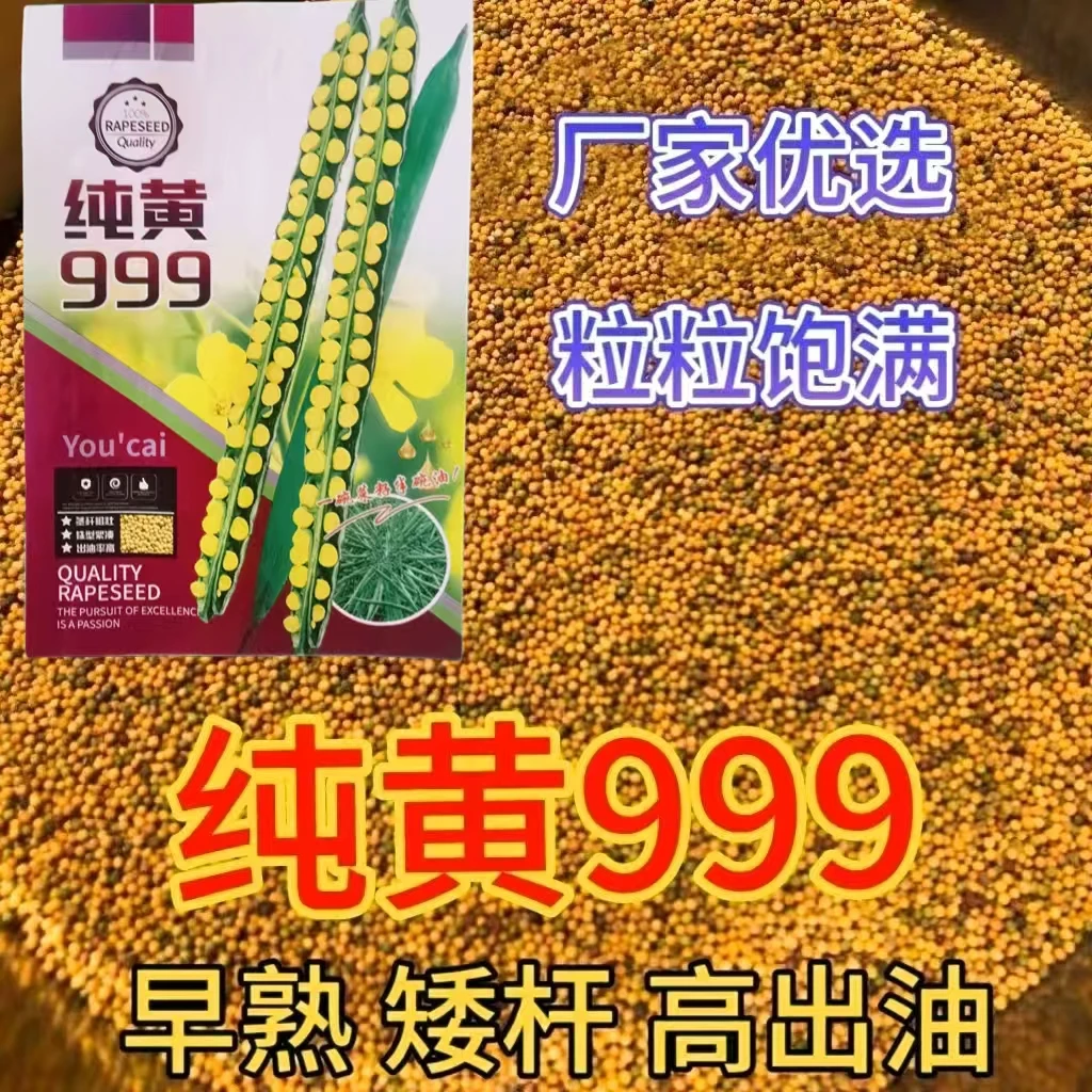 纯黄999油菜籽早熟高油黄籽黄油产量高原装正品耐寒抗病抗倒种子