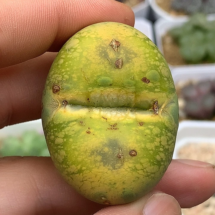 精品多肉植物精品多肉