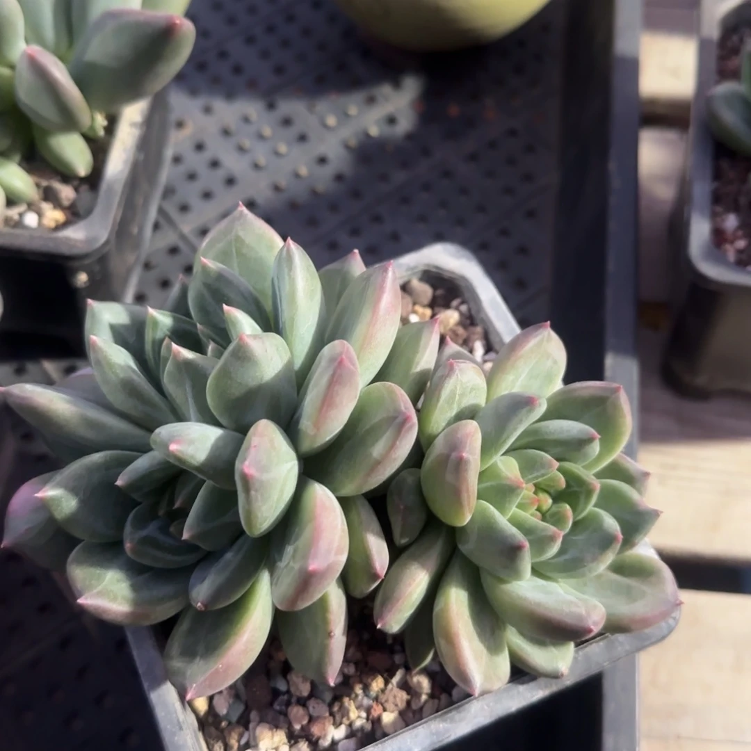 绿城群生五十包邮