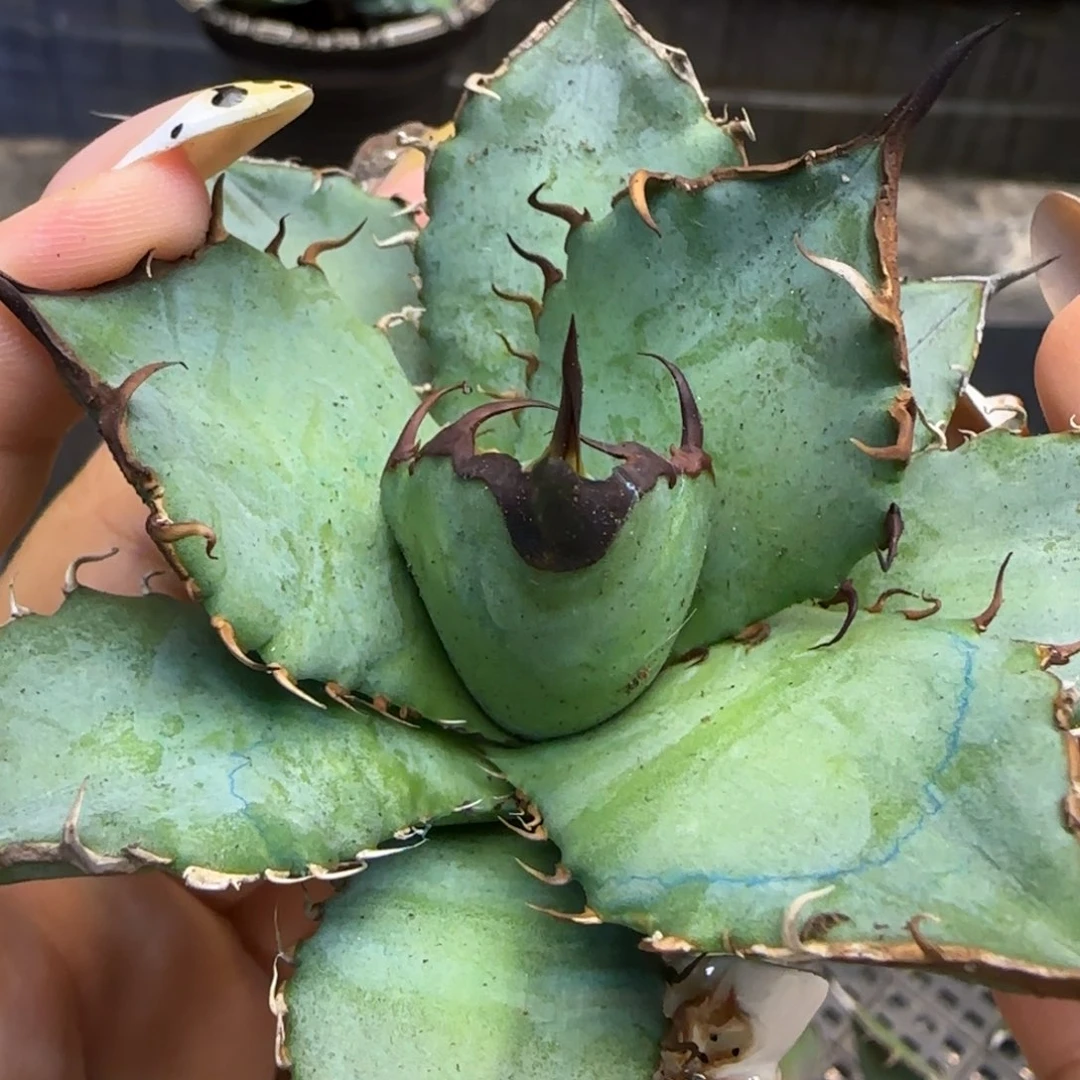 实生3啦啦啦啦啦啦