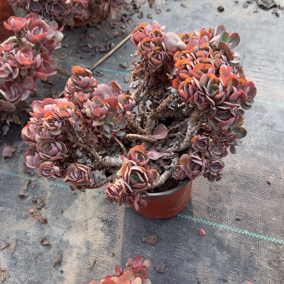 尹***梅无花朵秀妍大老桩