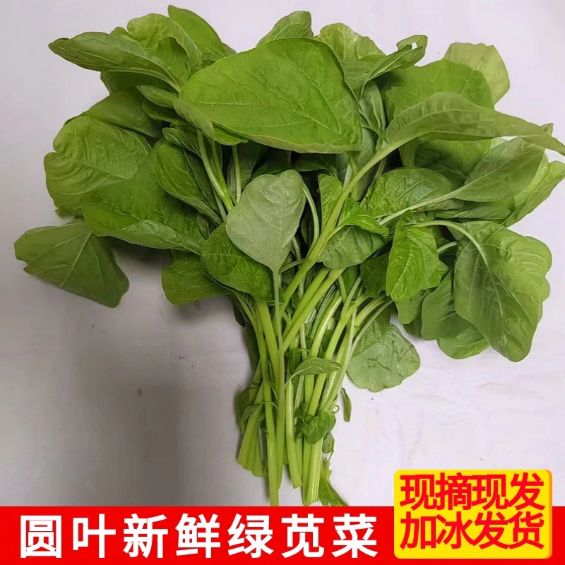 新鲜青苋菜圆叶大叶现菜凉拌炒菜做馅涮火锅新鲜现摘现发农家自种