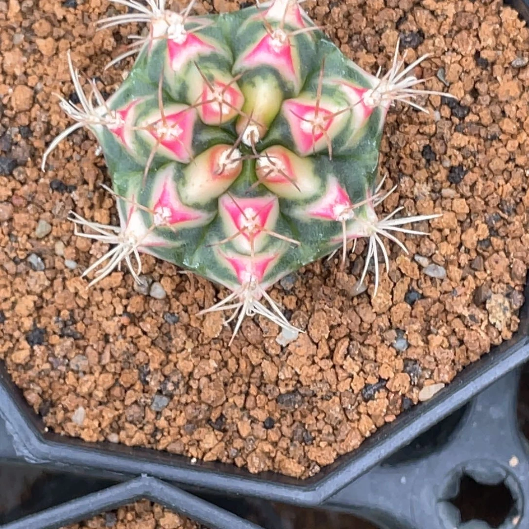 当前无花朵，栽培后可花朵