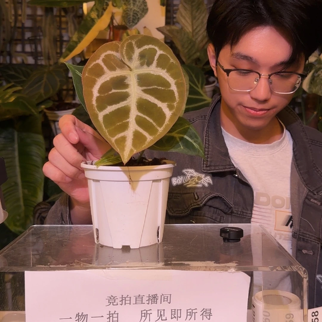 完全开放F554  粉脉撕裂纹杂铜锣烧