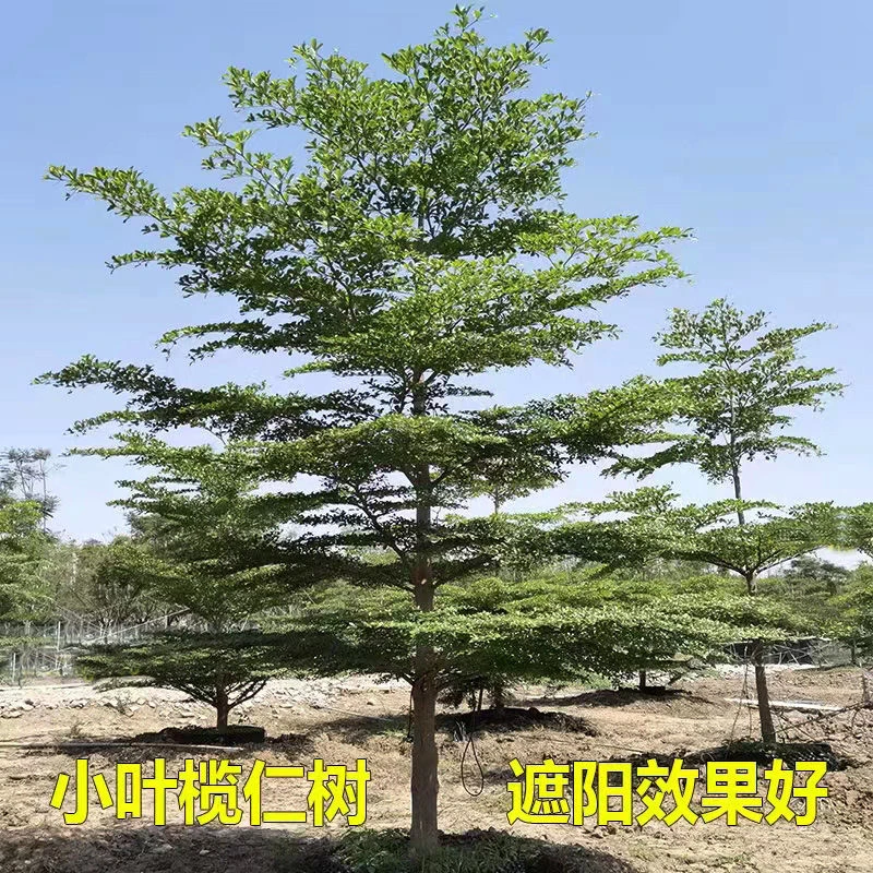 小叶榄仁树苗锦叶榄仁雨伞树细叶榄仁苗绿化庭院遮荫盆