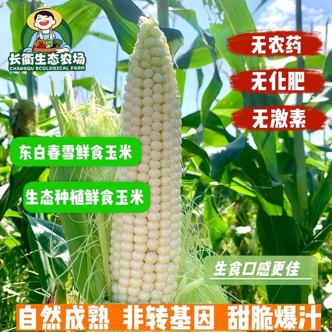 东白春雪鲜食玉米香甜软糯水果玉米当季美味