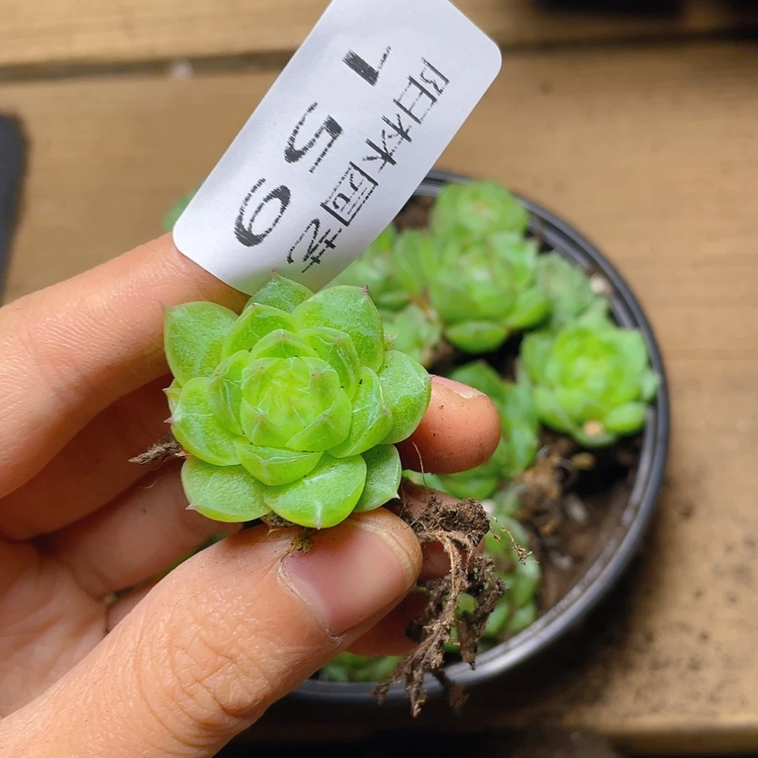 哦***喽多肉植物多肉植物159