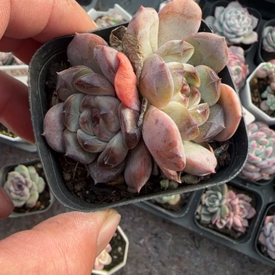 288红恋多肉植物多