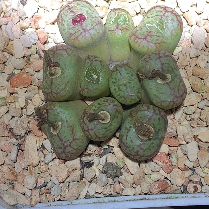 精品多肉植物精品杂交