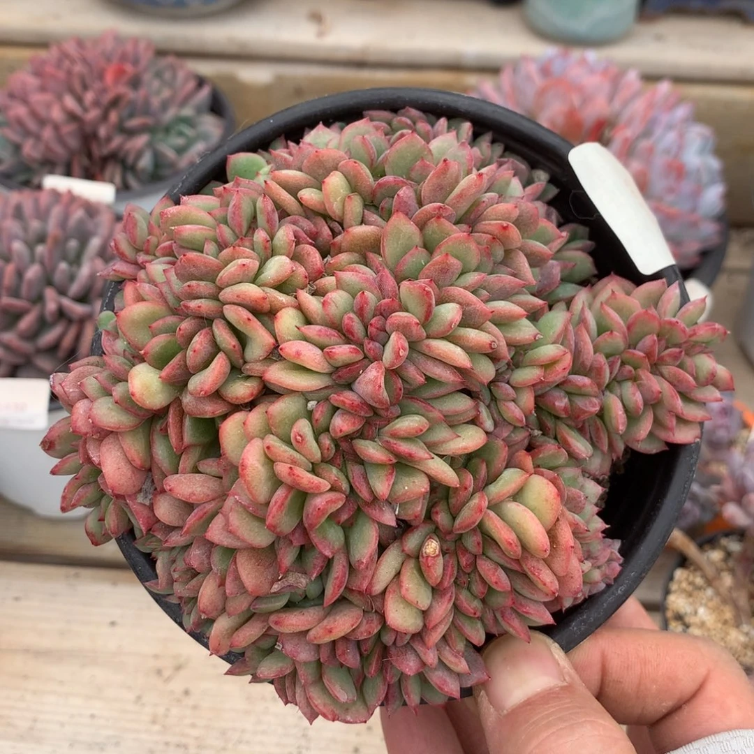 6295芬迪缀化多肉一颗12.5厘米
