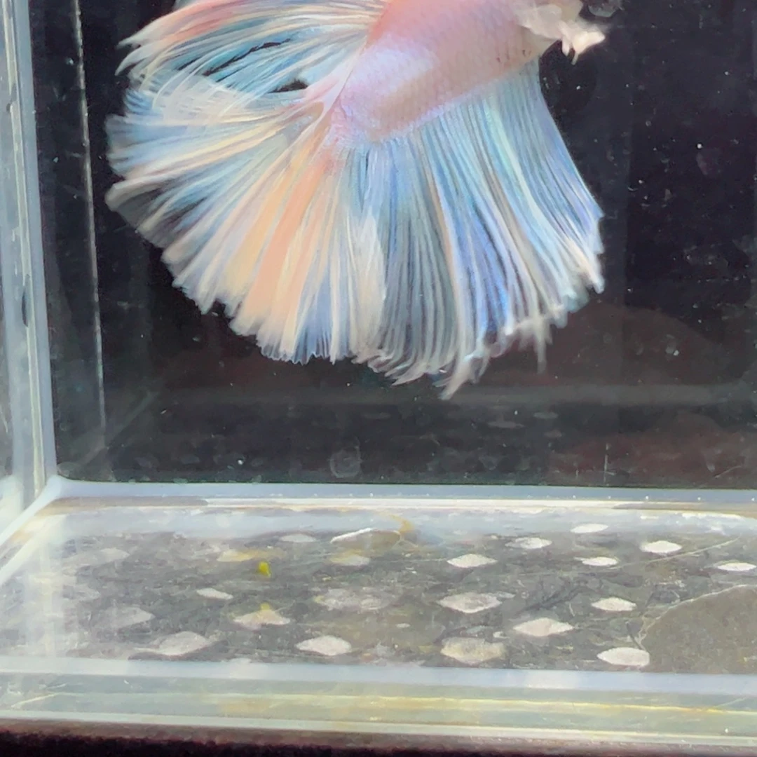 斗鱼浅色特殊尾hhhh