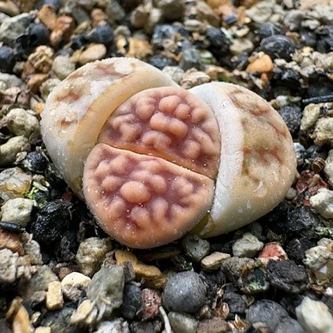 3716，花纹玉脑纹红纹带盆