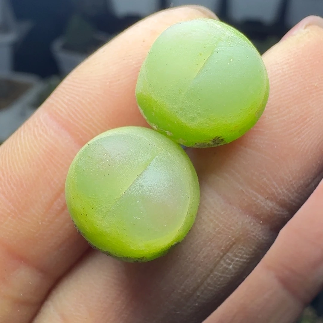 A****?1187两颗拉拉尺寸1.3左右