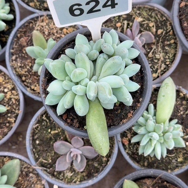 多肉植物胖体哥特624