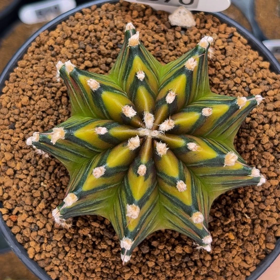 高绒乌贼肋骨锦 米哈仙人球